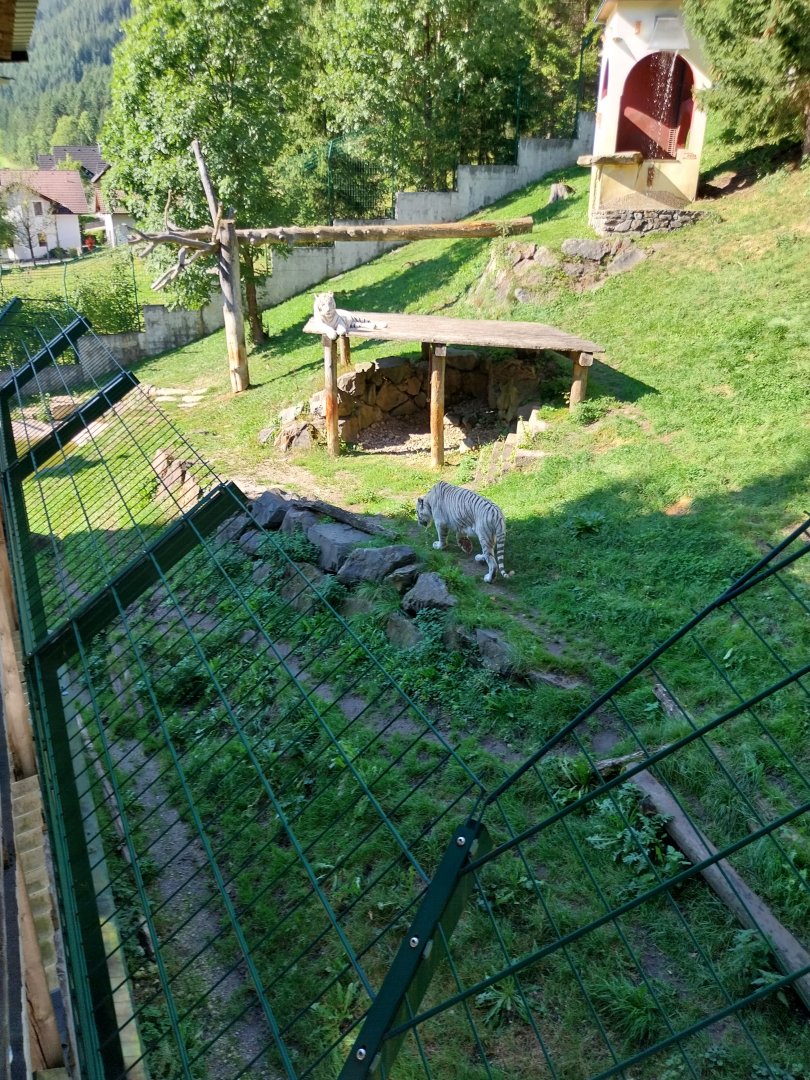 Der Weisser Zoo & Kameltheater Kernhof - Main tiger enclosure