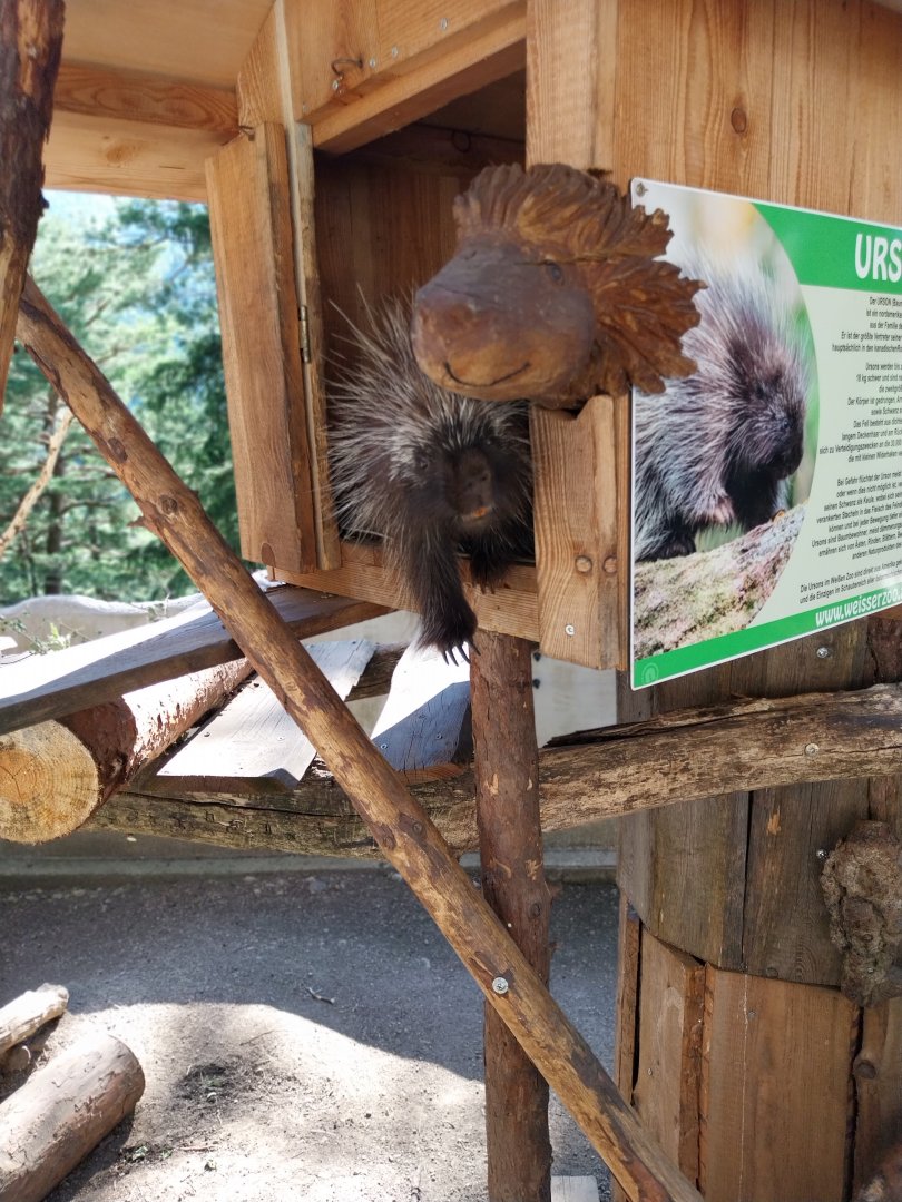 Der Weisser Zoo & Kameltheater Kernhof - North American porcupine (Erethezon dorsatum)