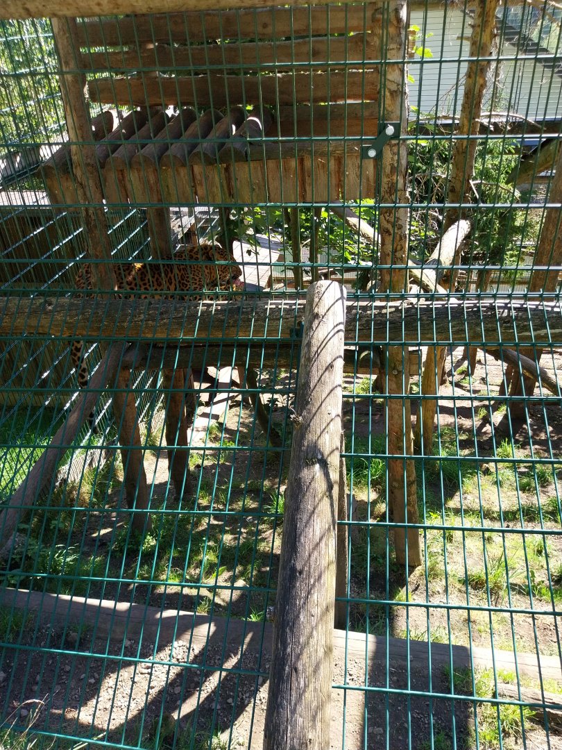 Der Weisser Zoo & Kameltheater Kernhof - North Chinese leopard (Panthera pardus japonensis)