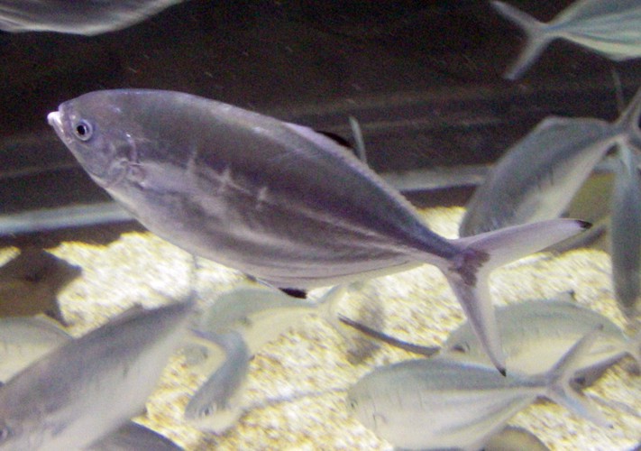 Derbio (Trachinotus ovatus)