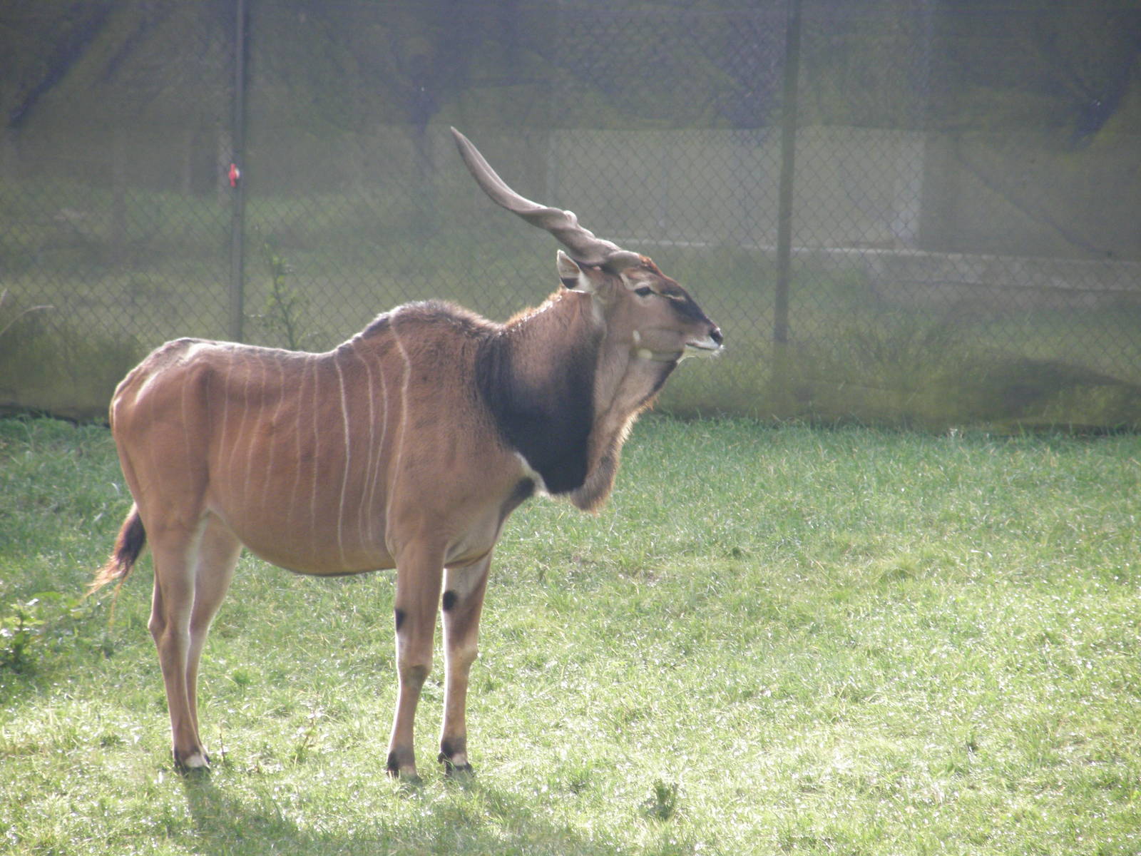 derby eland