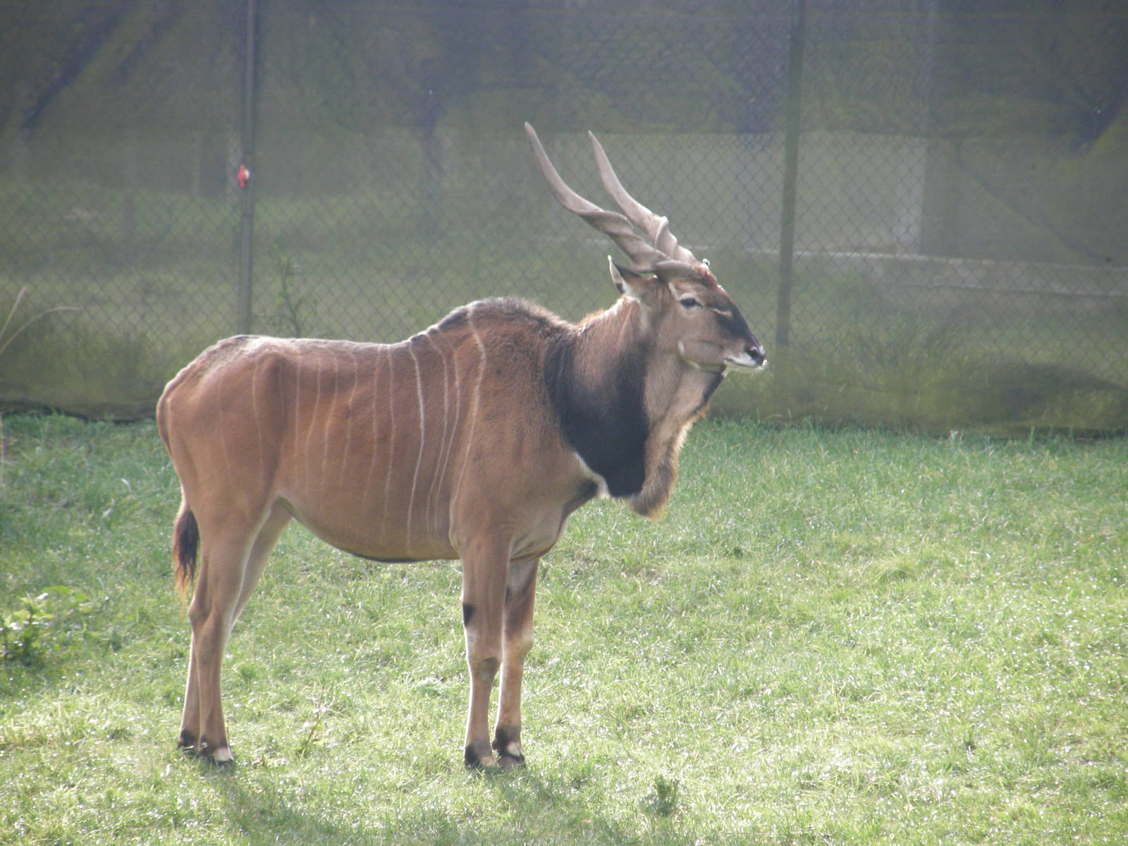 derby eland