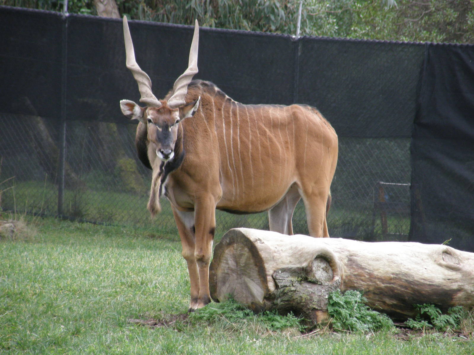 derby eland