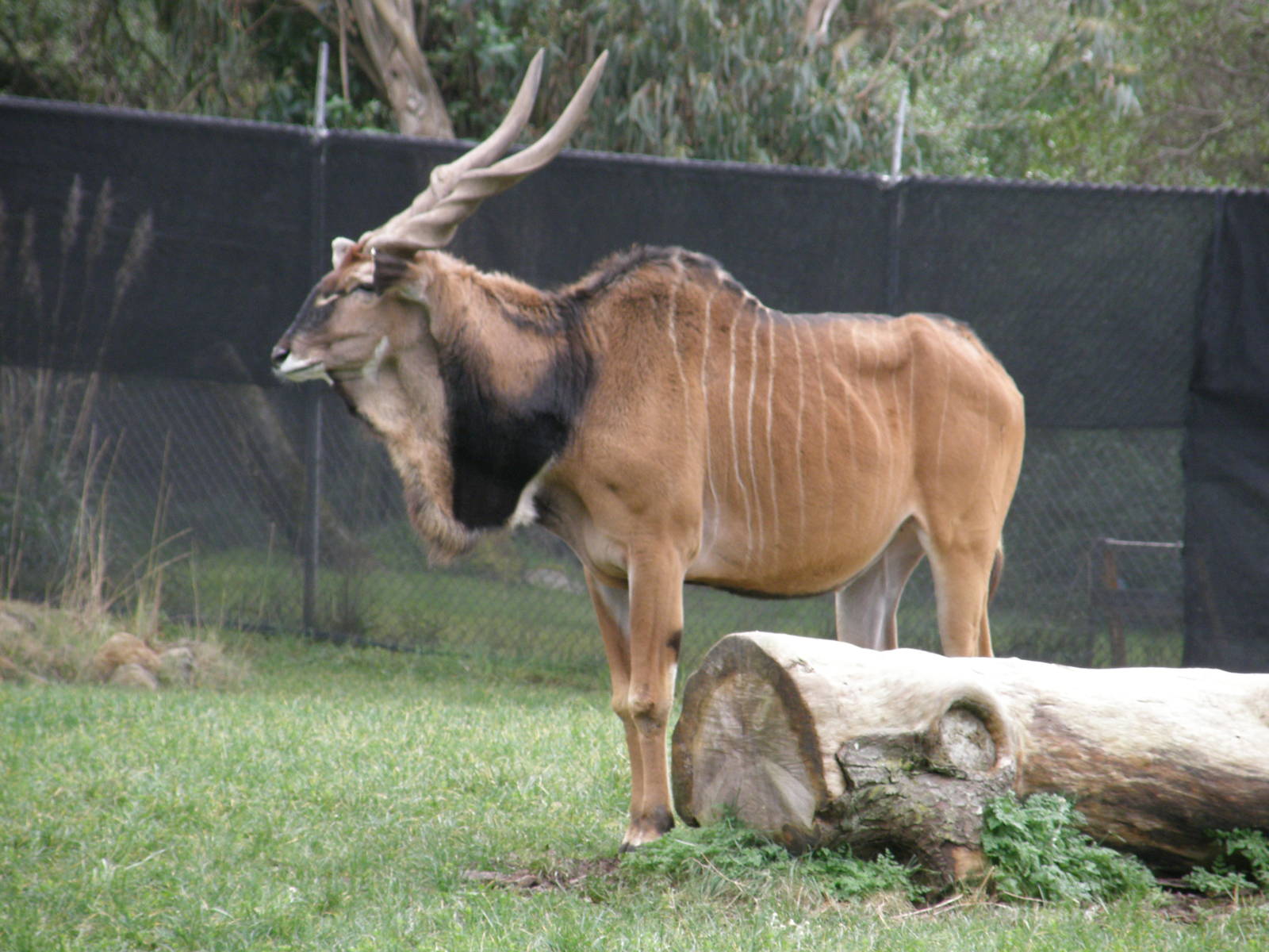 derby eland