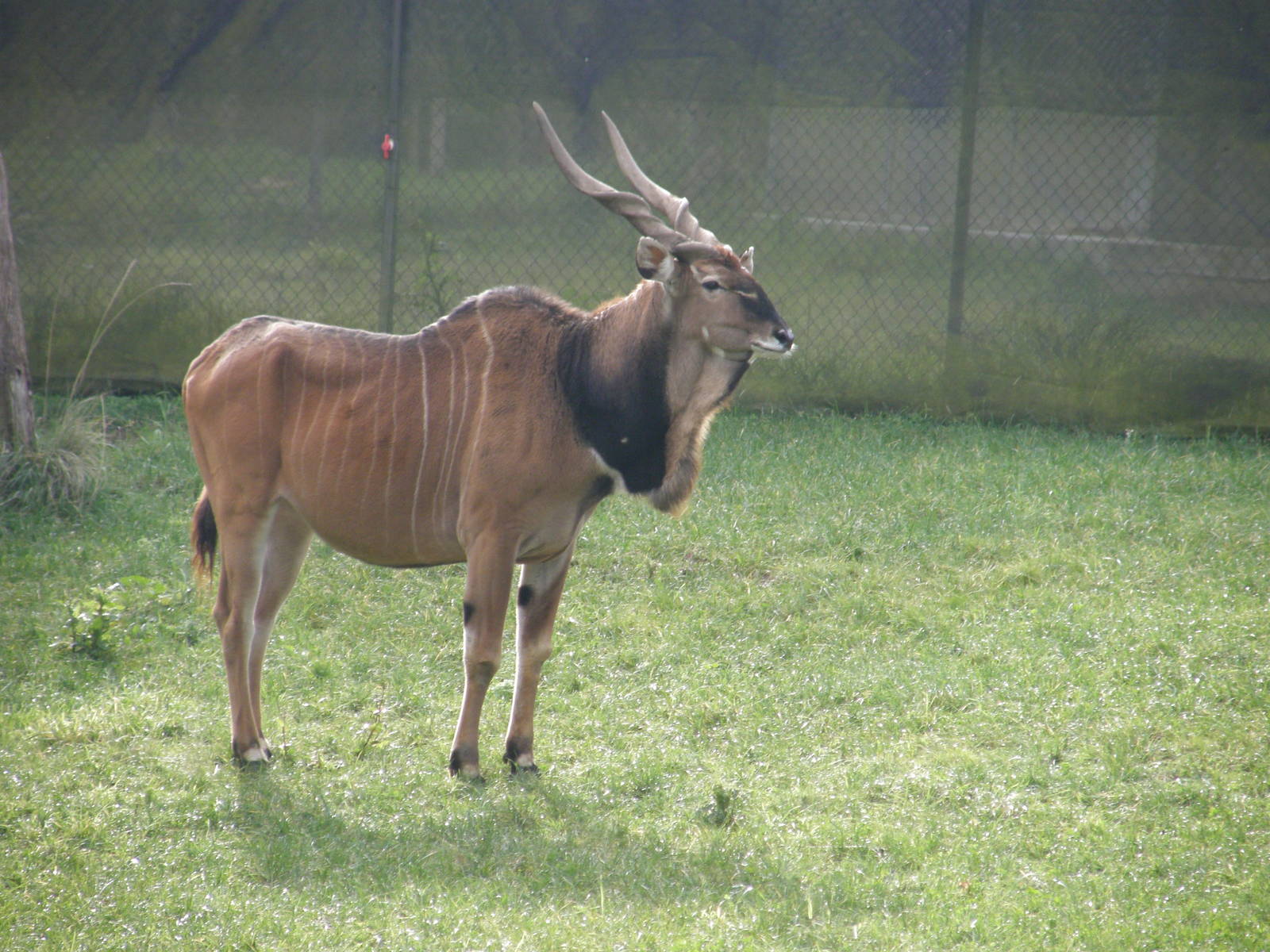 derby or giant eland