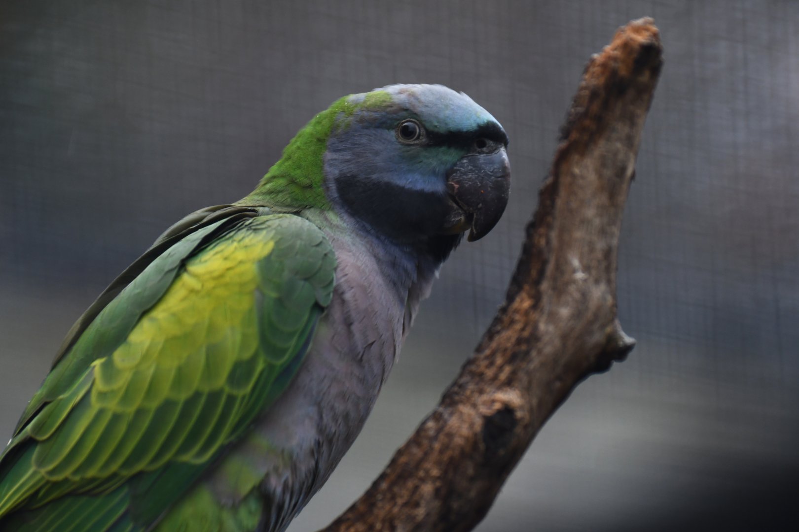 Derby parakeet (Psittacula derbiana)