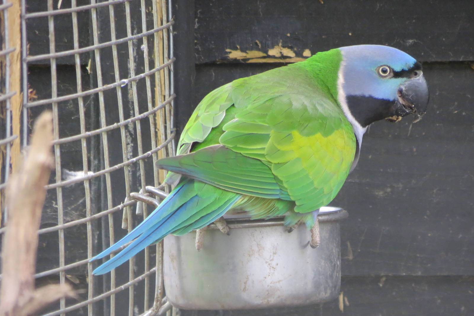 Derbyan Parakeet 090515