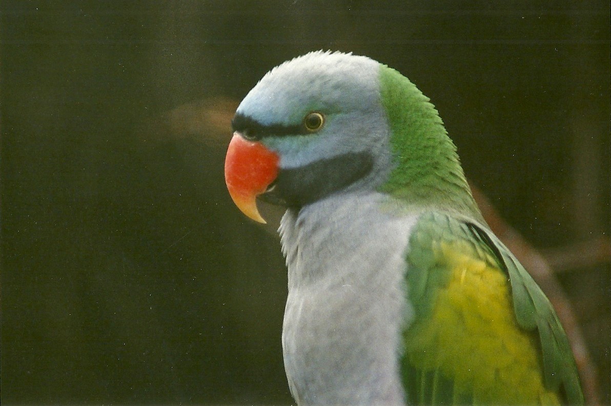 Derbyan Parakeet 15th January 2000