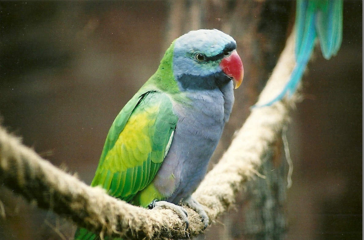 Derbyan Parakeet, 7th October 2007