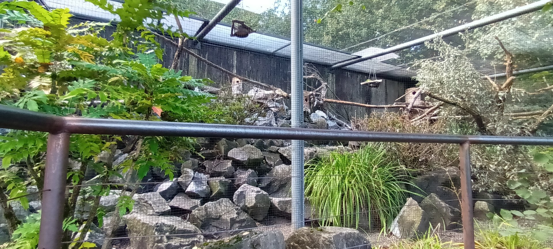 Derbyan Parakeet and Chinese striped Squirrel Aviary