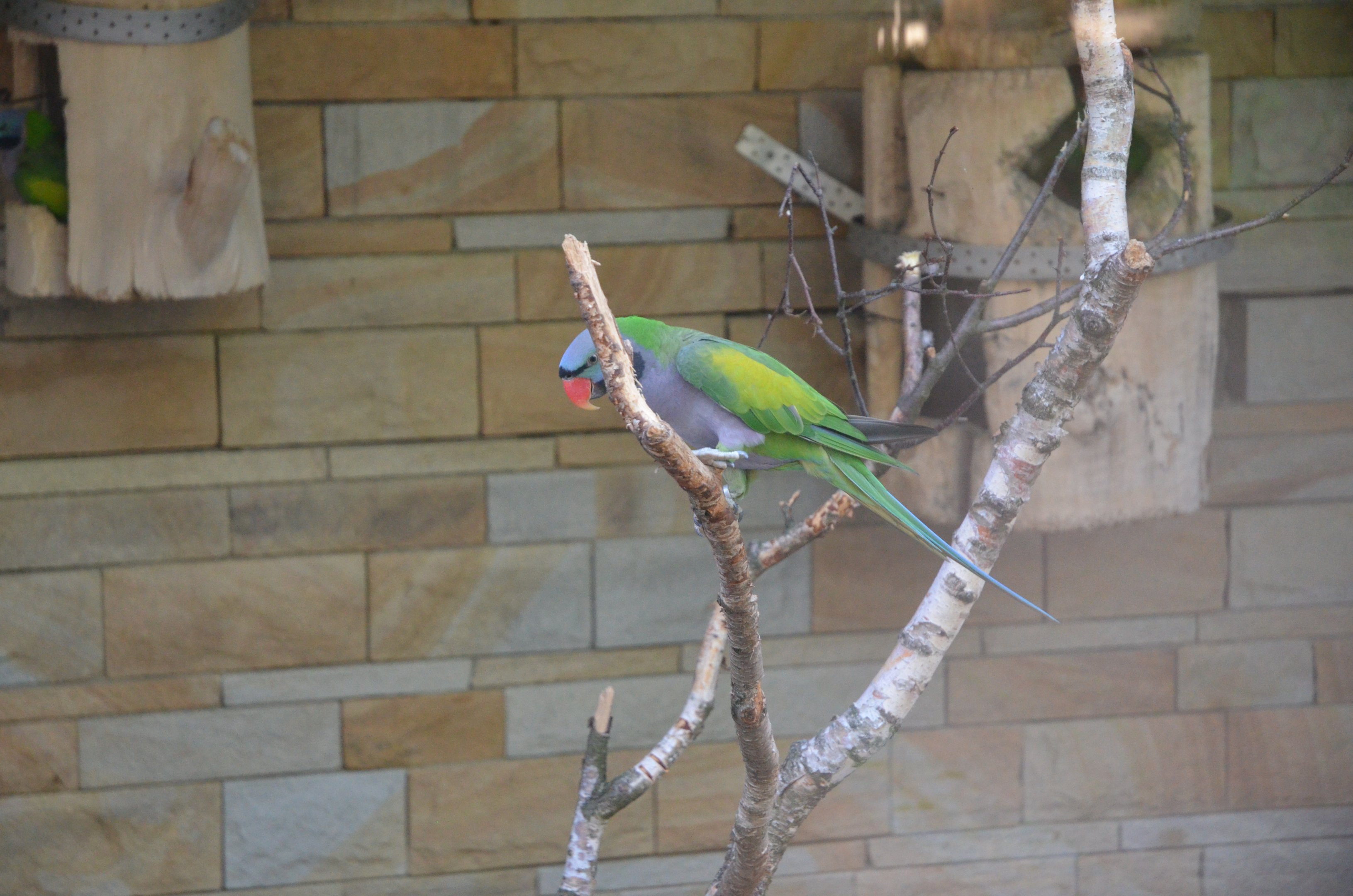 Derbyan Parakeet at Grugapark, 17/06/19
