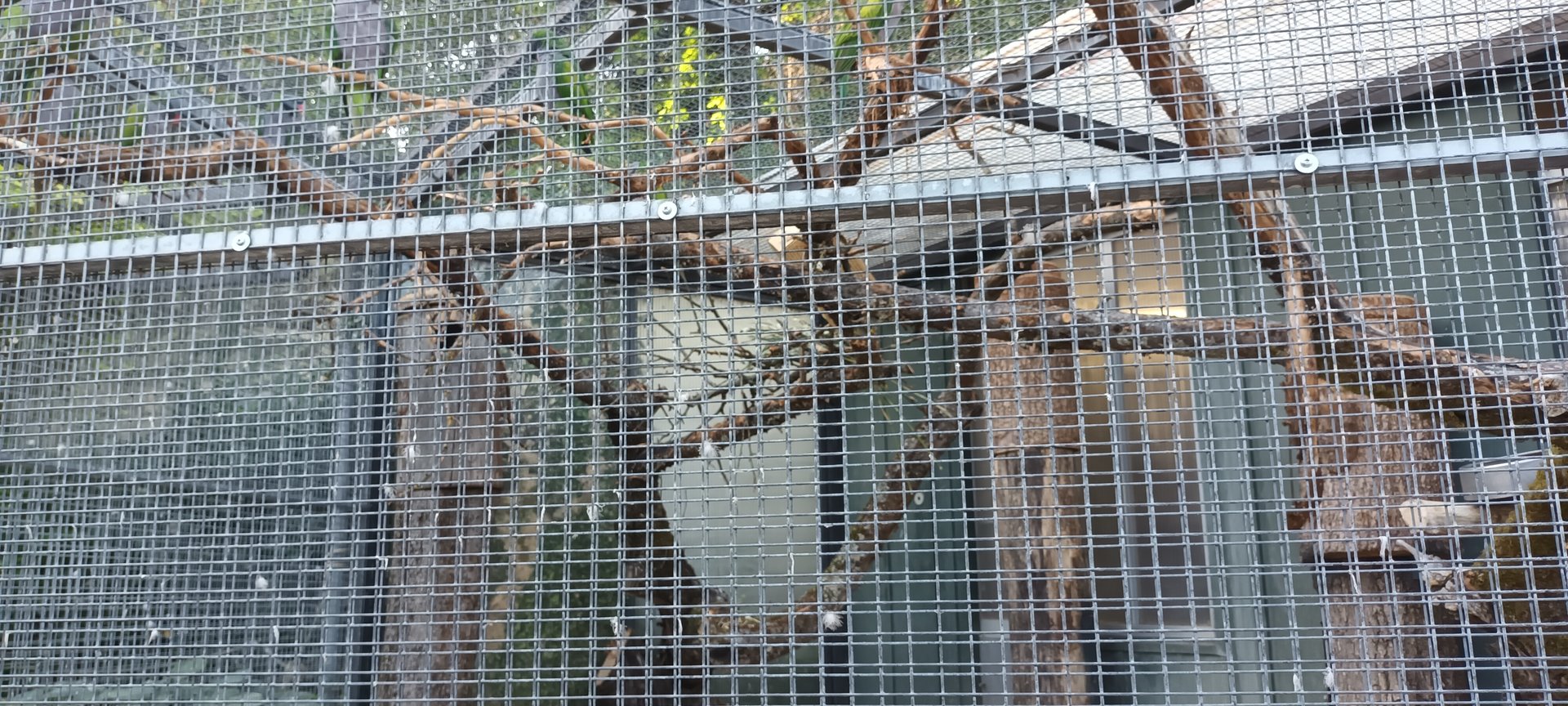 Derbyan Parakeet Aviary