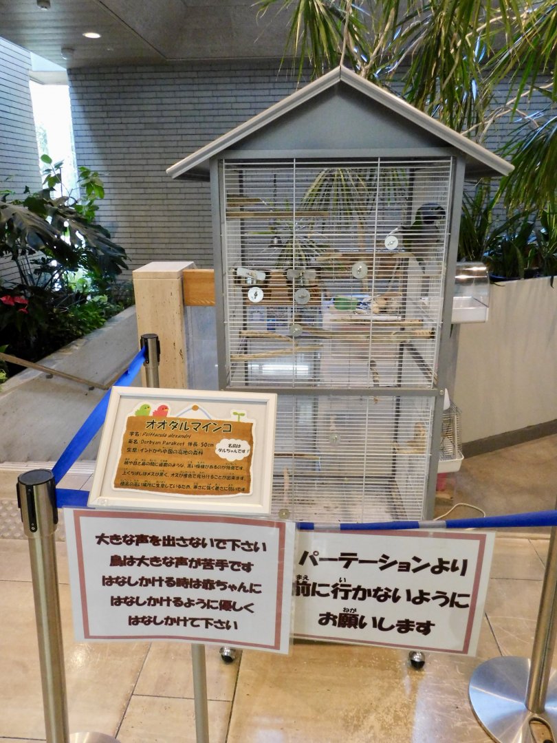 Derbyan Parakeet Cage - Itabashi Botanical Garden September 27, 2025