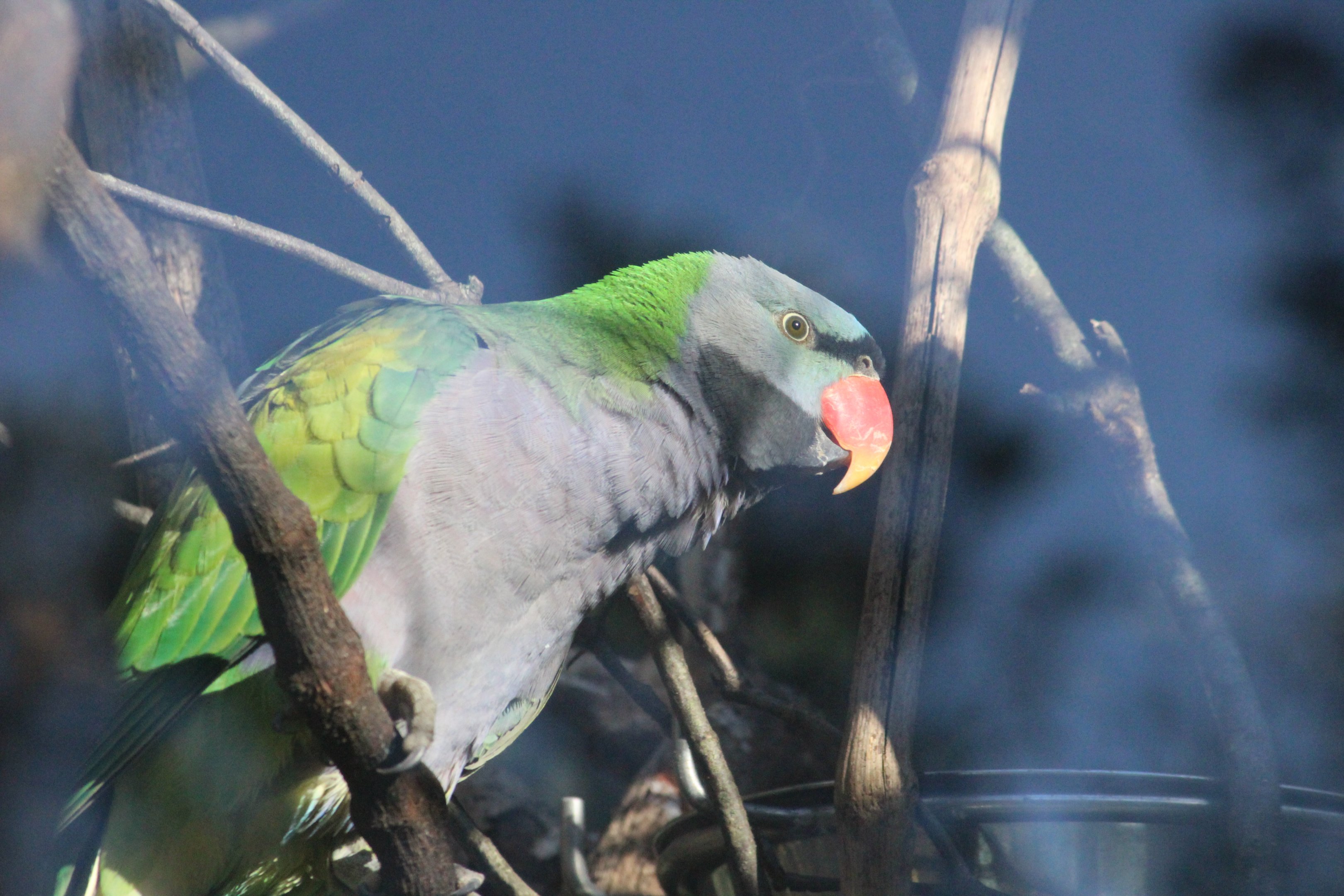 Derbyan Parakeet male