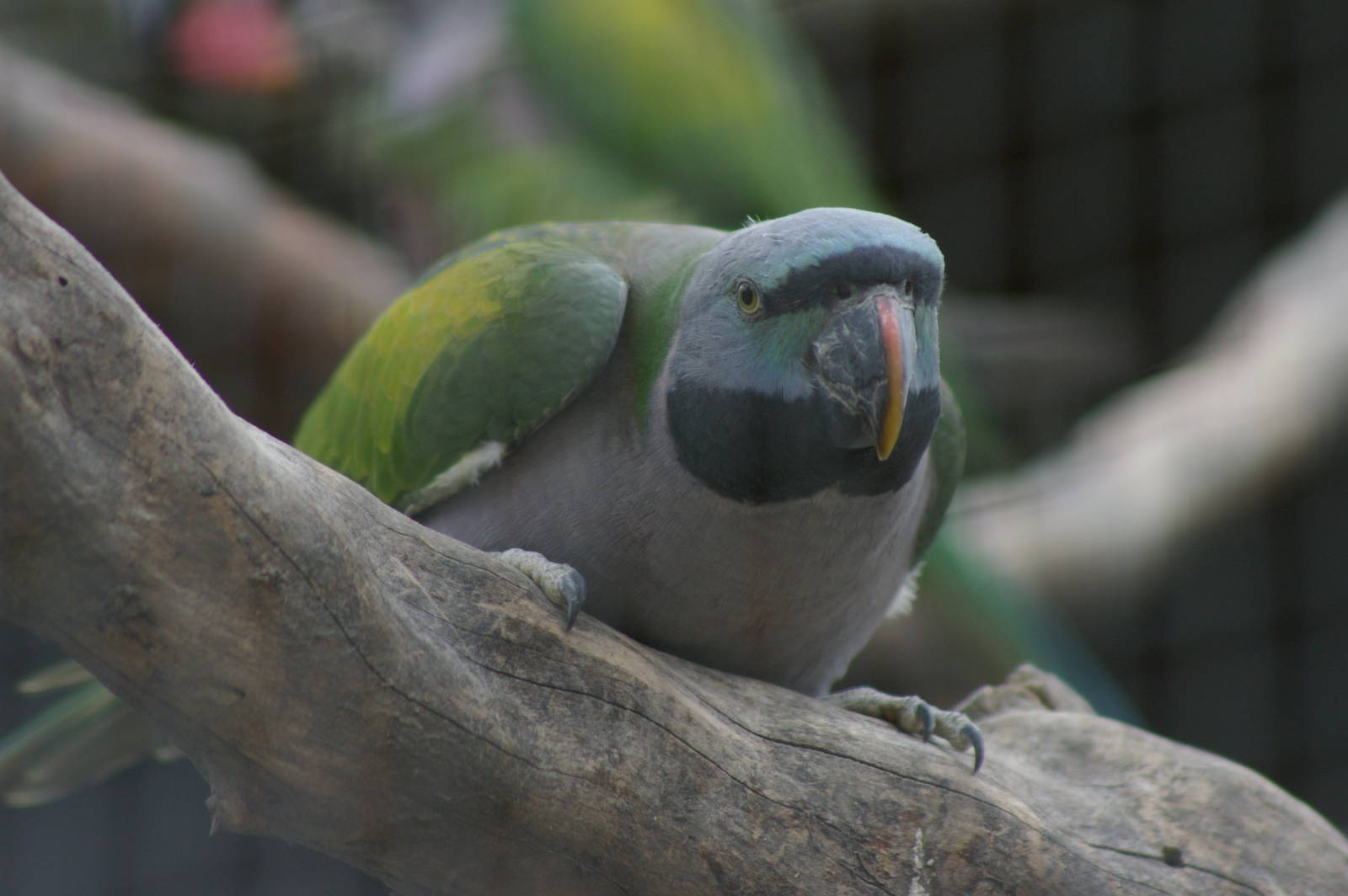 Derbyan parakeet (Psittacula derbiana)