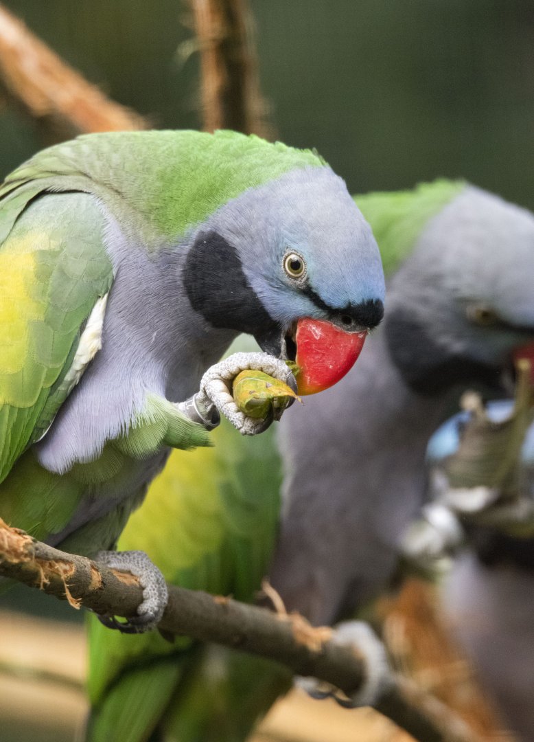 Derbyan parakeet (Psittacula derbiana)