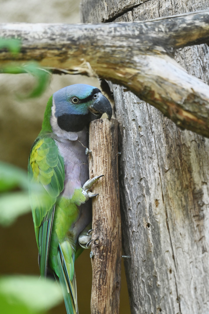 Derbyan Parakeet Psittacula derbiana
