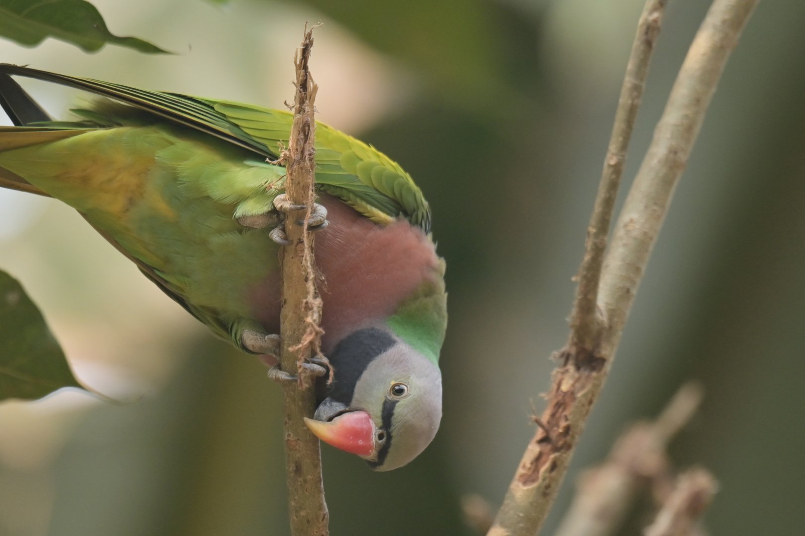 Derbyan Parakeet Psittacula derbiana