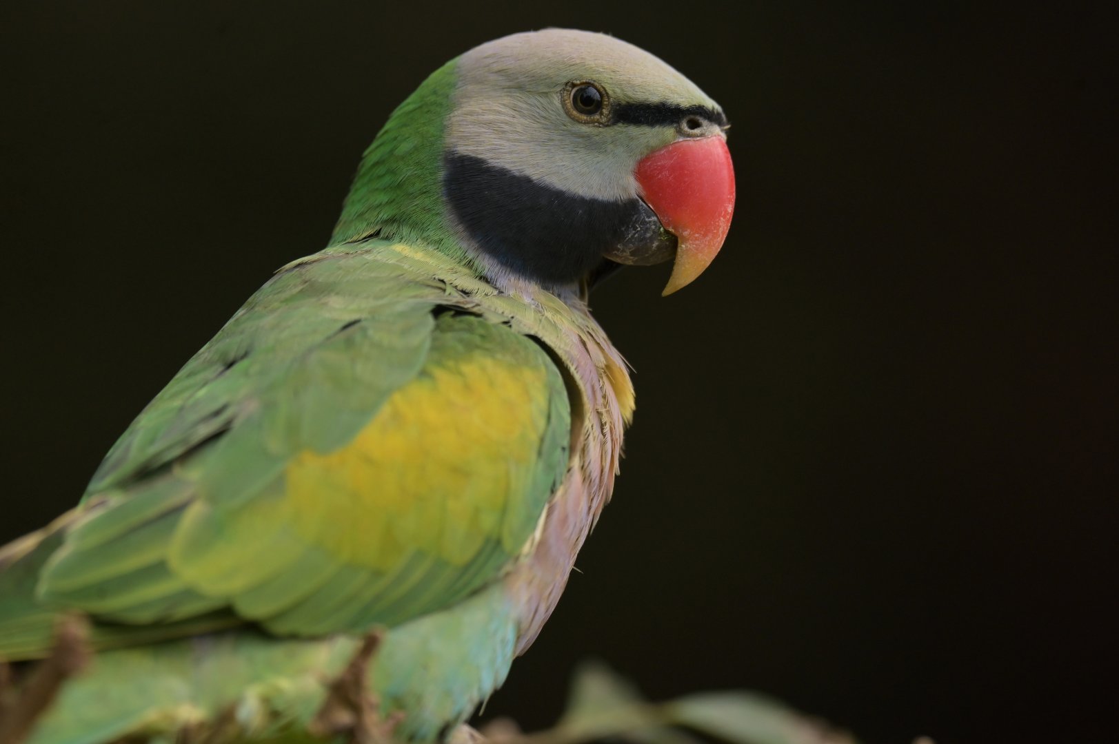 Derbyan Parakeet Psittacula derbiana