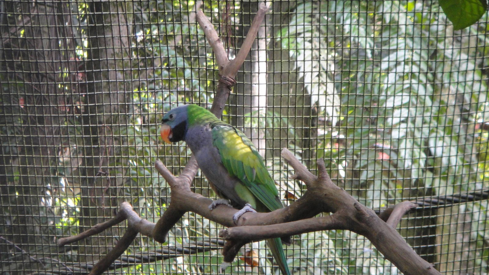 Derbyan Parakeet (Psittacula derbyana)