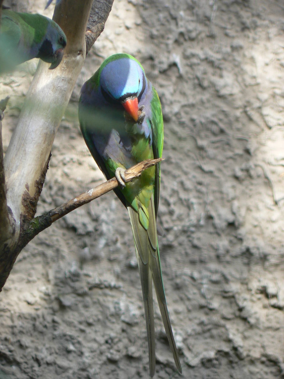 Derbyan Parakeet
