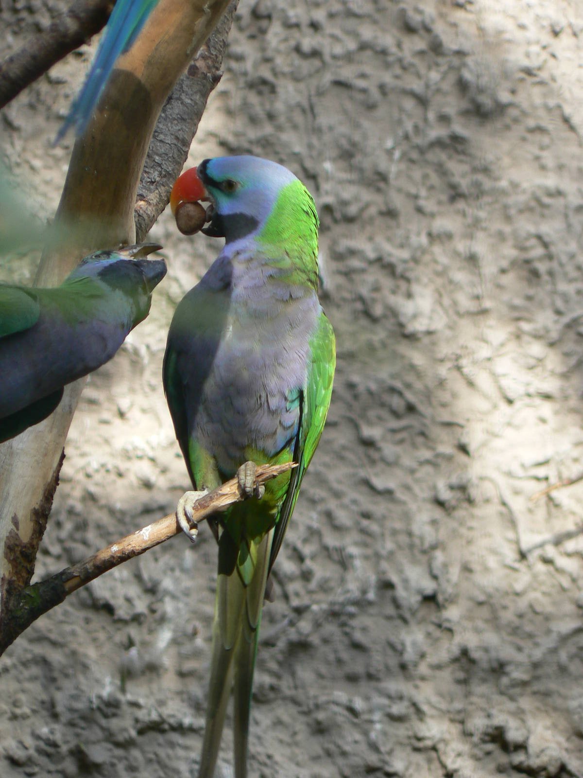 Derbyan Parakeet