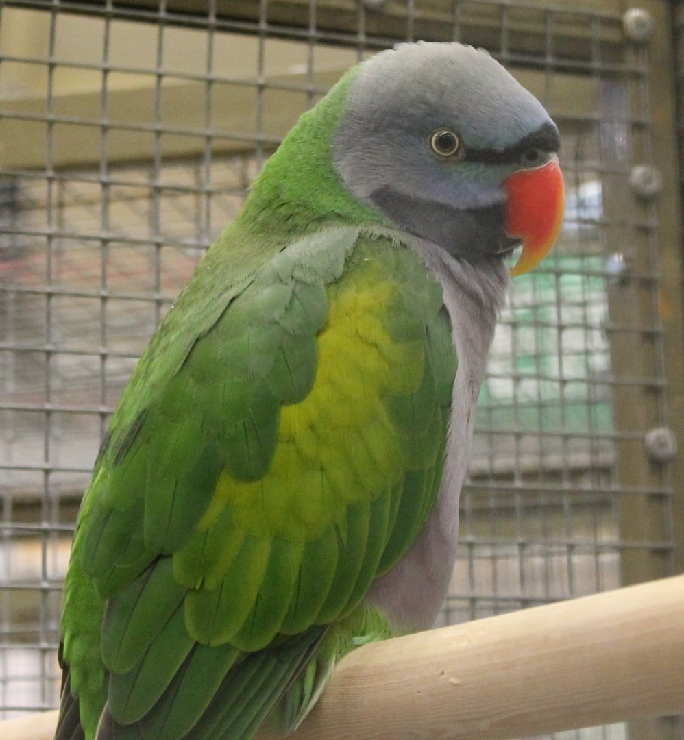 Derbyan parakeet
