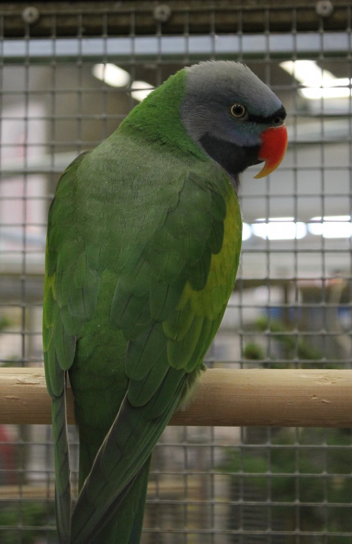Derbyan parakeet