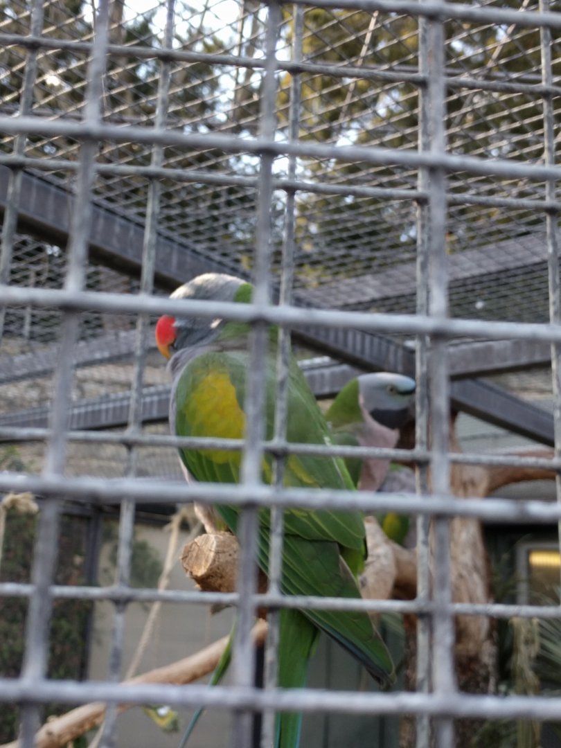 Derbyan Parakeet