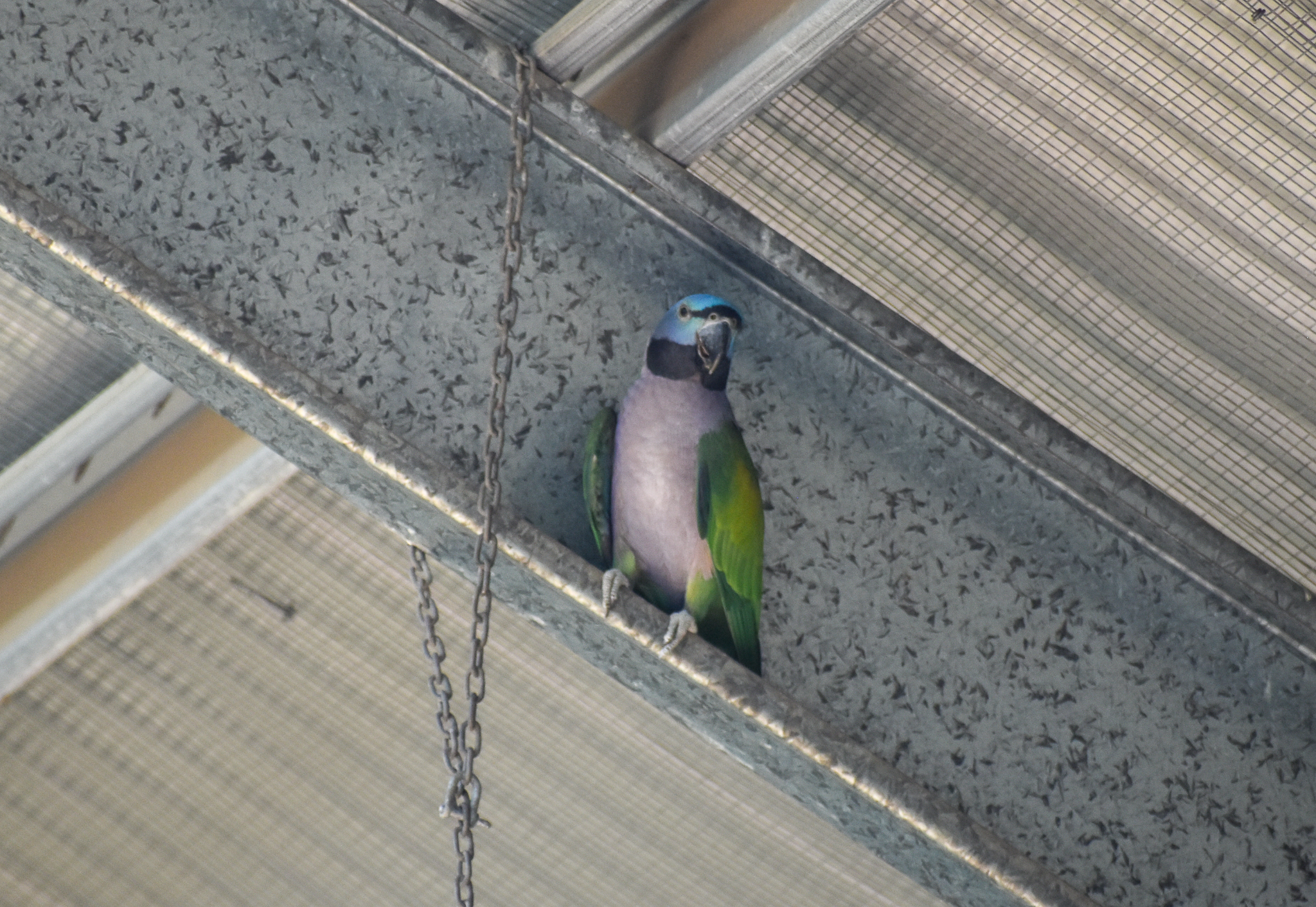 Derbyan Parakeet