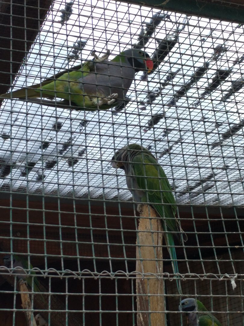 Derbyan Parakeets