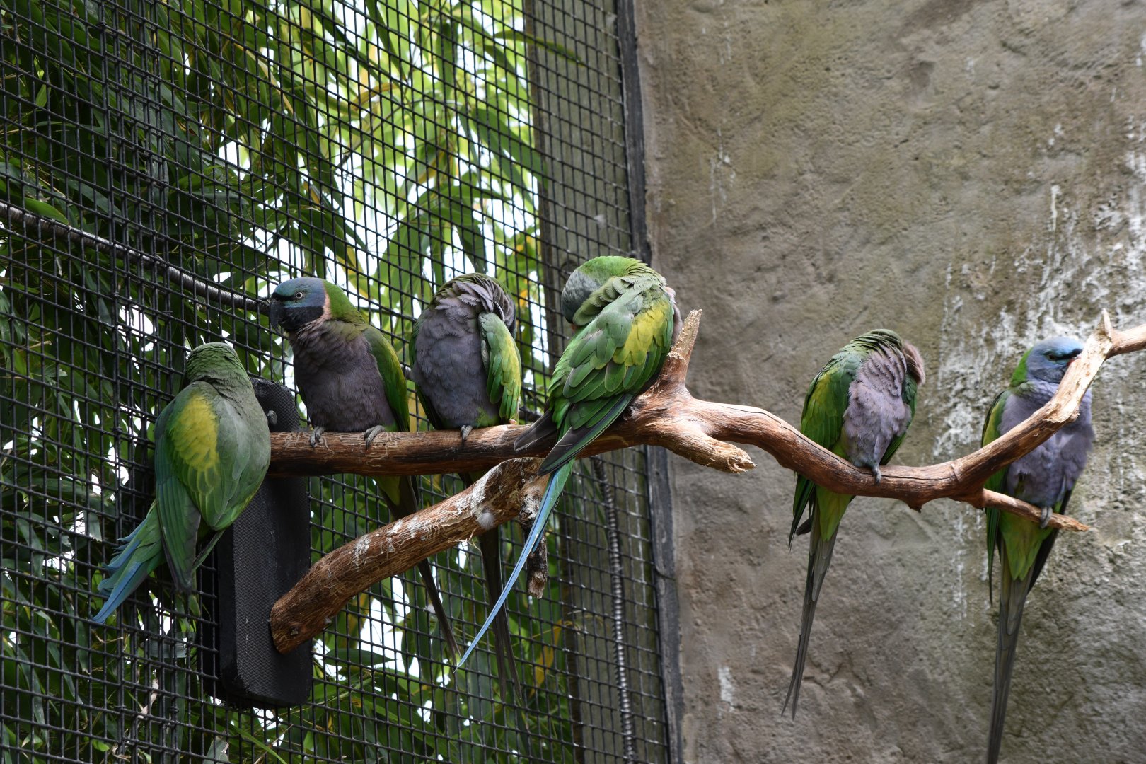 Derbyan parakeets