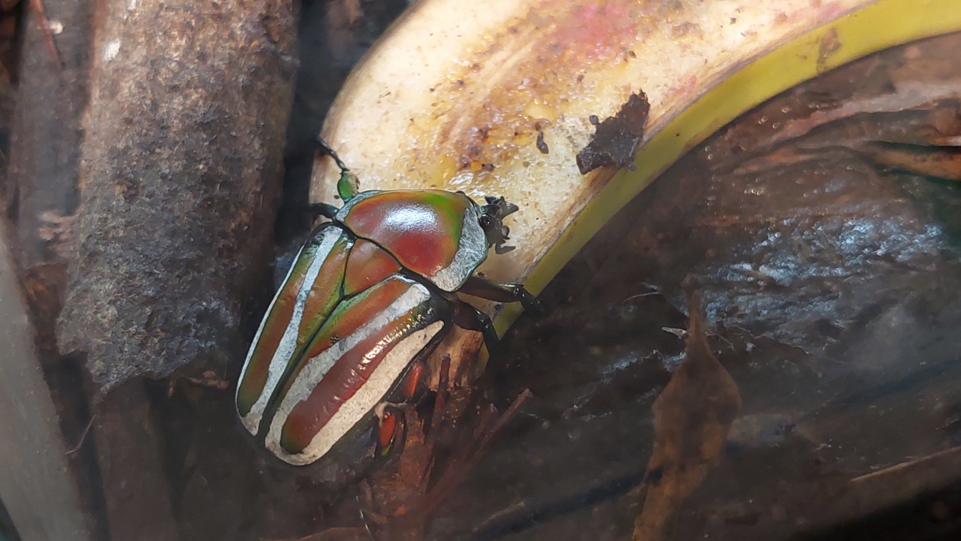 Derbyana flower beetle (Dicronorhina derbyana)