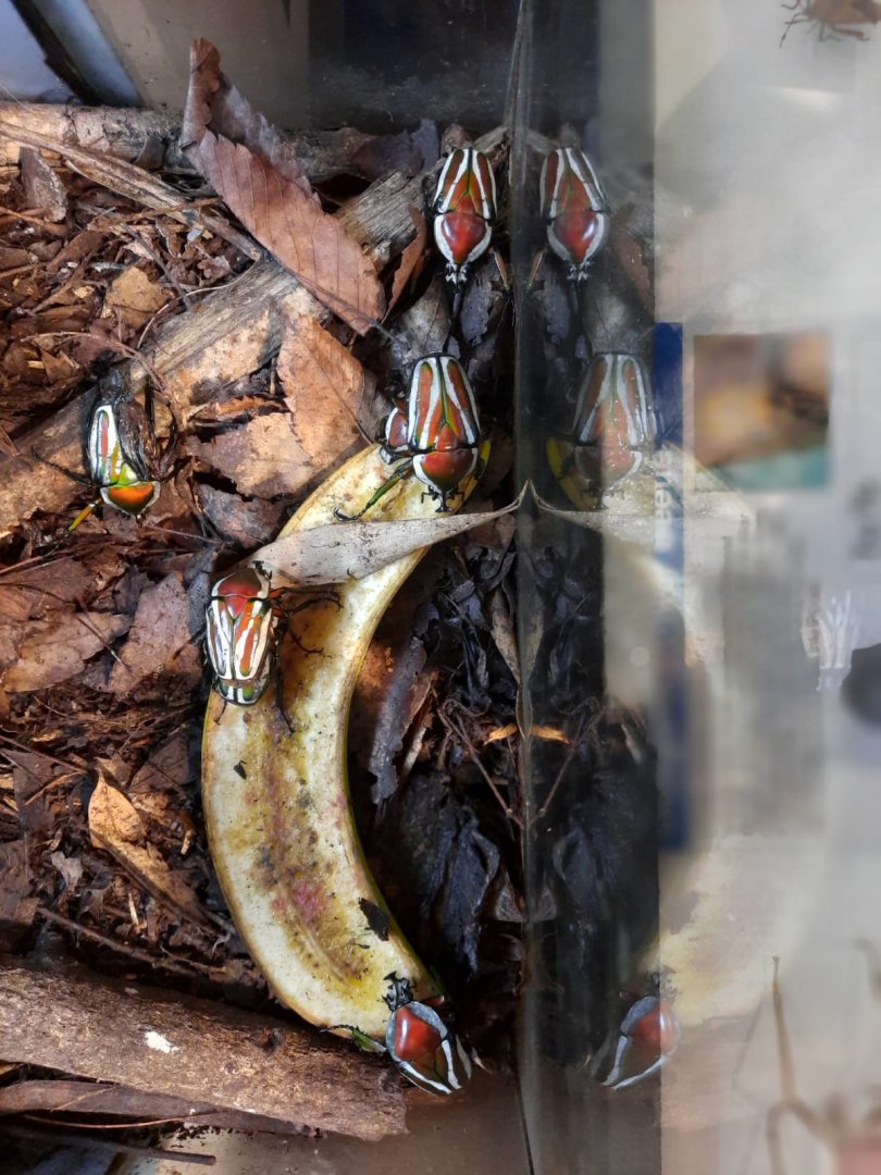 Derbyana flower beetle (Dicronorhina derbyana)