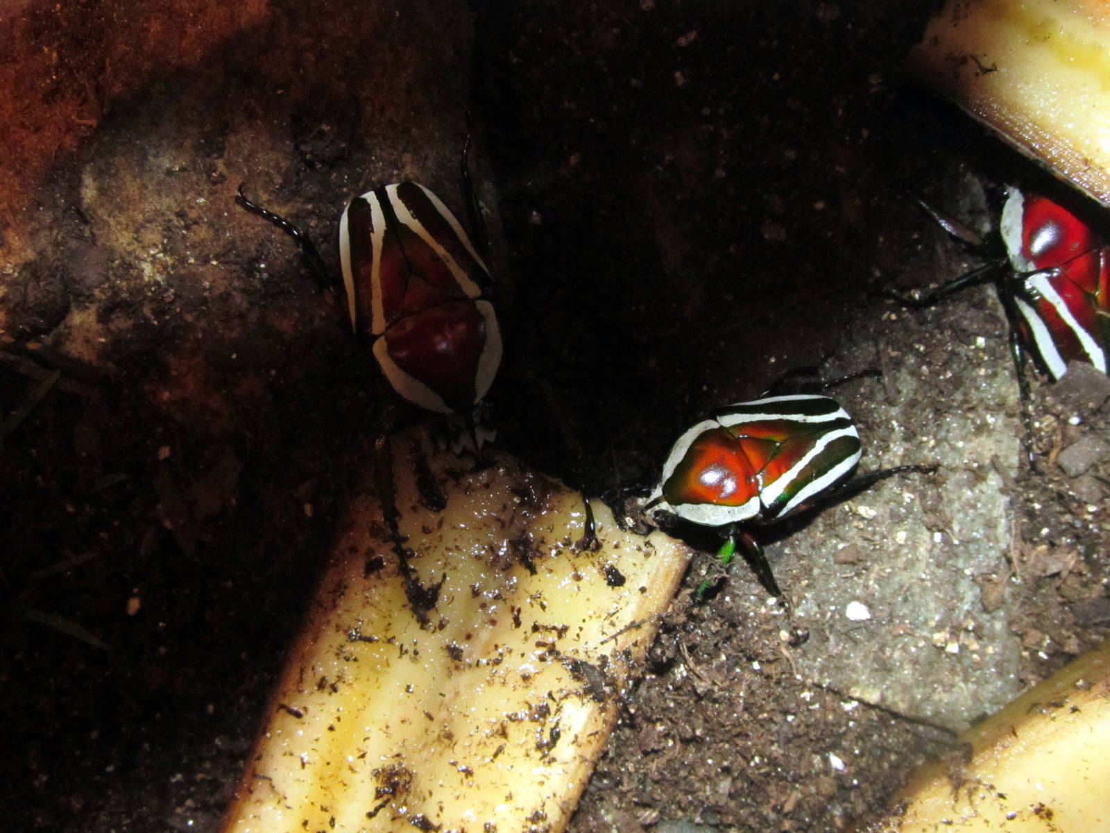 Derbyana Flower Beetle