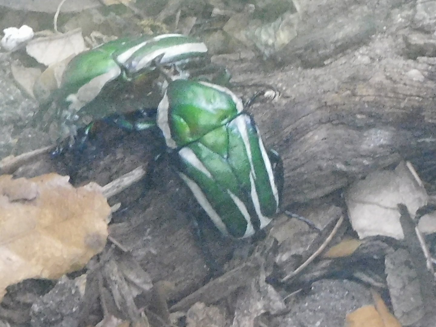 Derbyana flower beetle