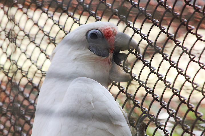 Derby's corella (Cacatua pastinator derbyi)