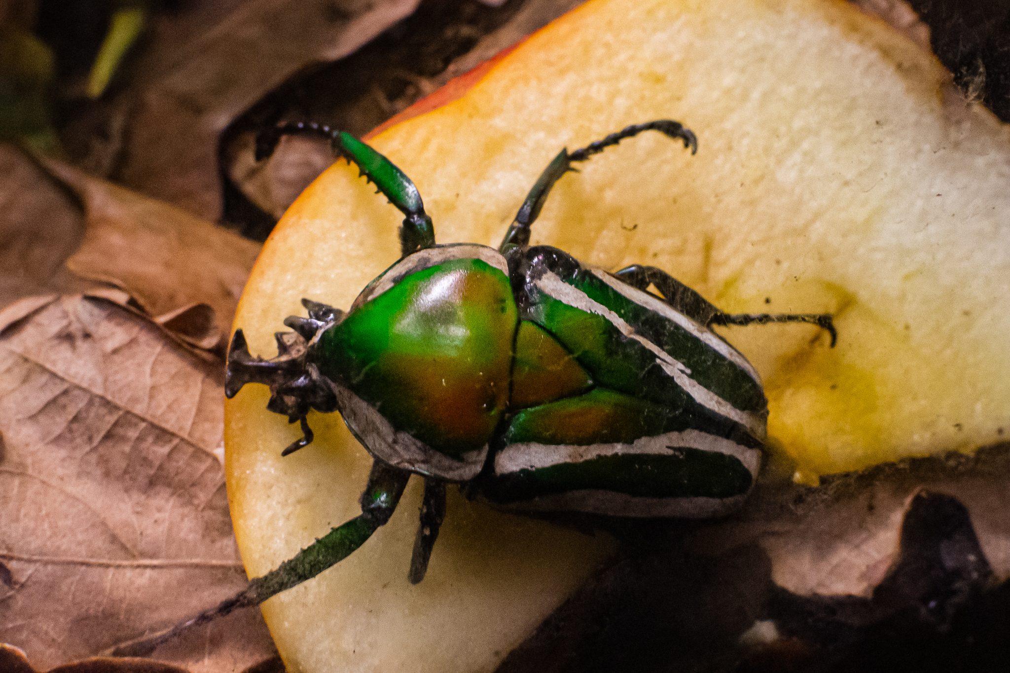 Derby's Flower Beetle?-Spineless Marvels