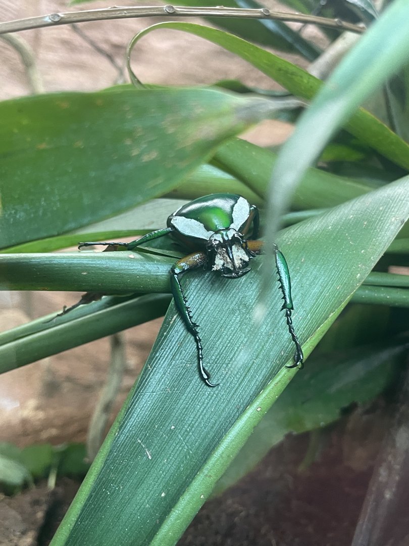Derby’s Flower Beetle