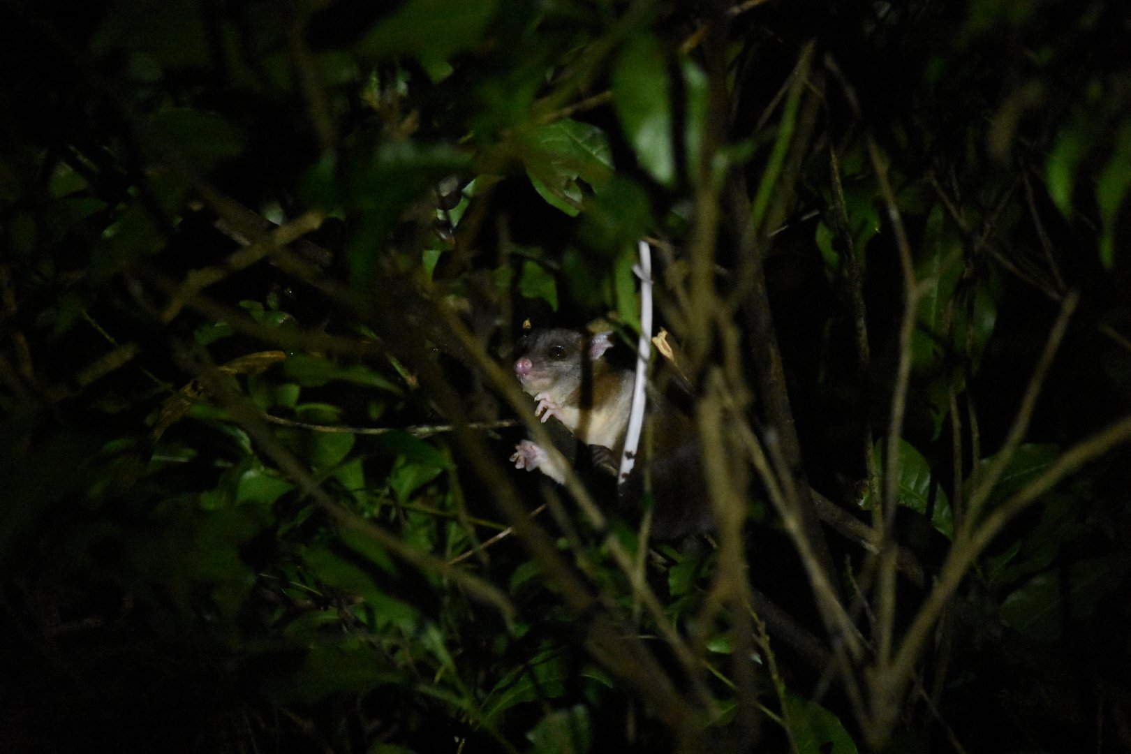 Derby's woolly opossum (Caluromys derbianus)