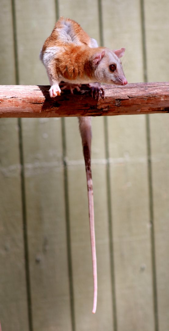 Derby's Woolly Opossum (Caluromys derbianus)