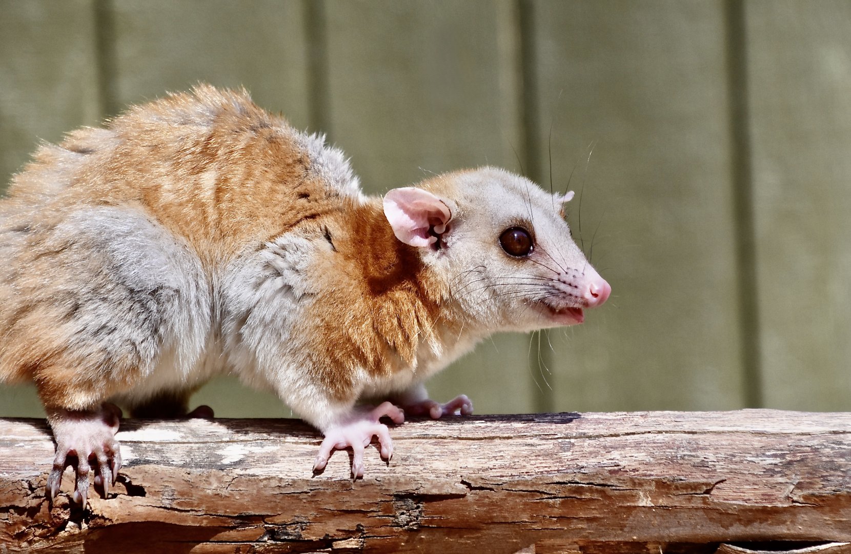 Derby's Woolly Opossum (Caluromys derbianus)