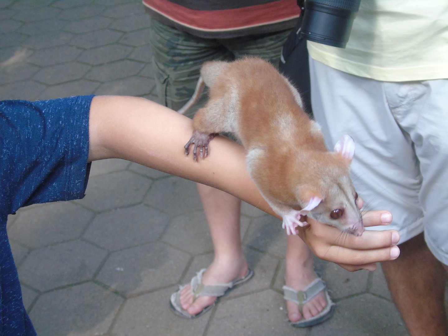 Derby's woolly opossum