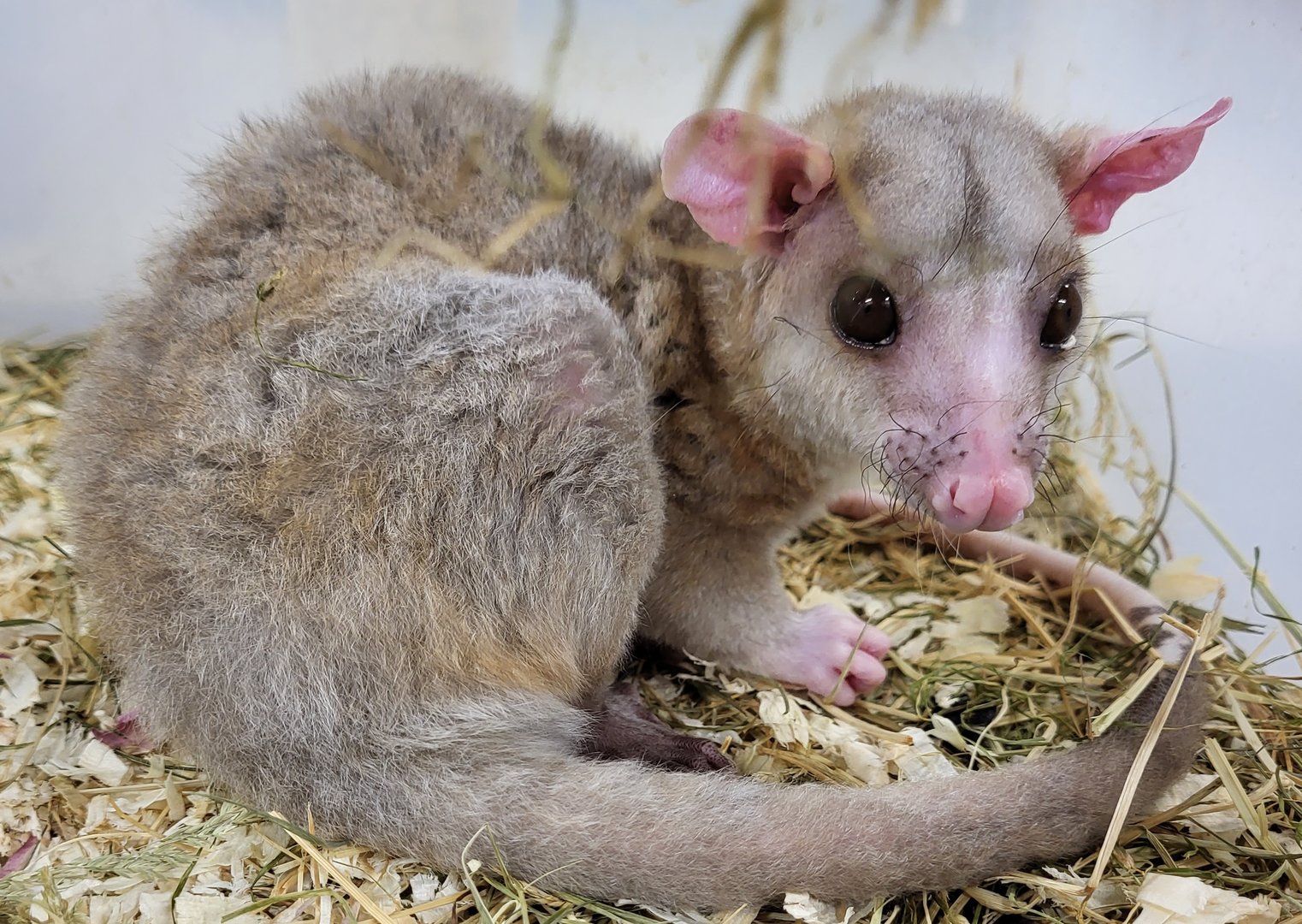 Derby's woolly opposum