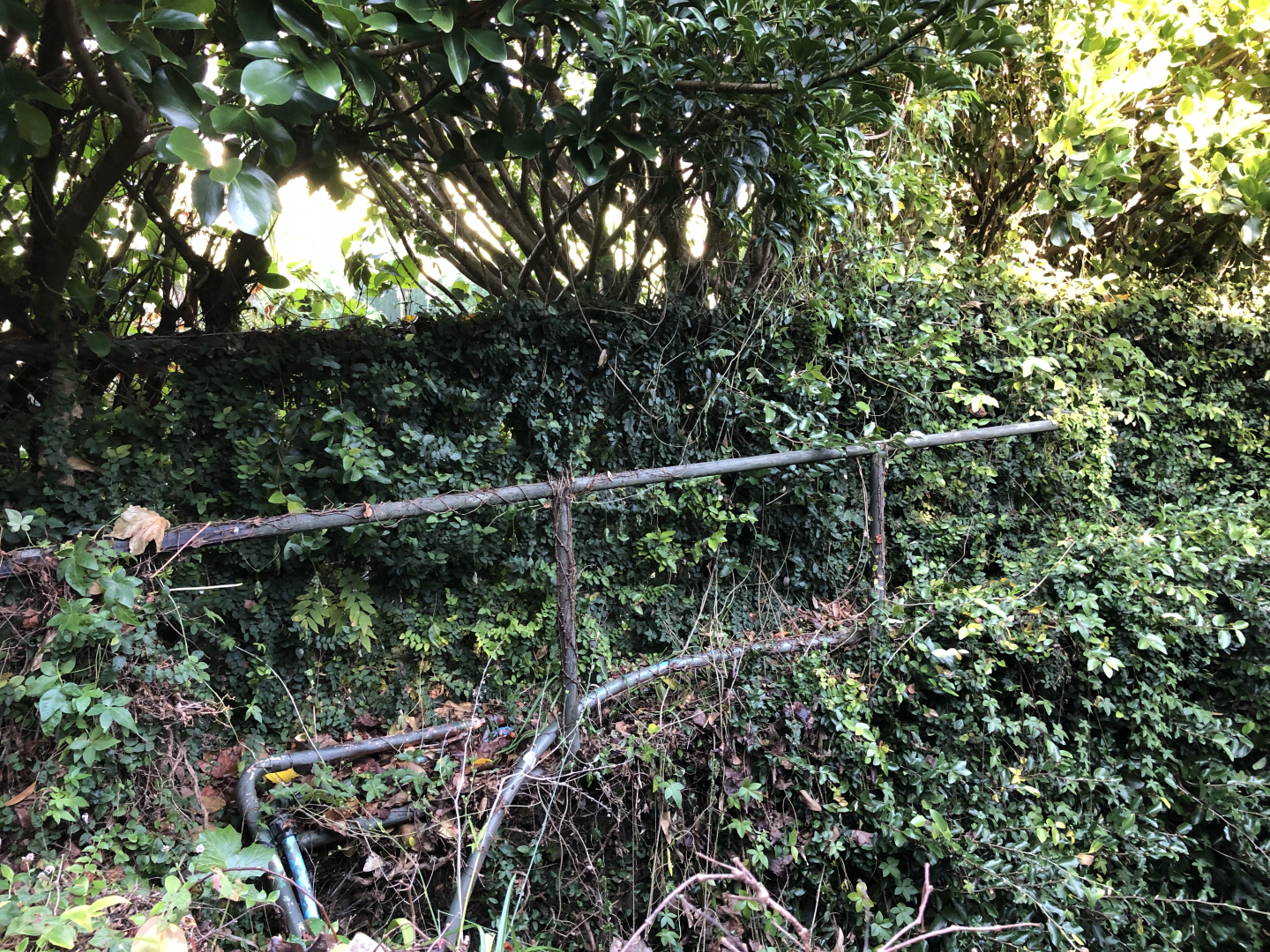 Derelict old over grown fence