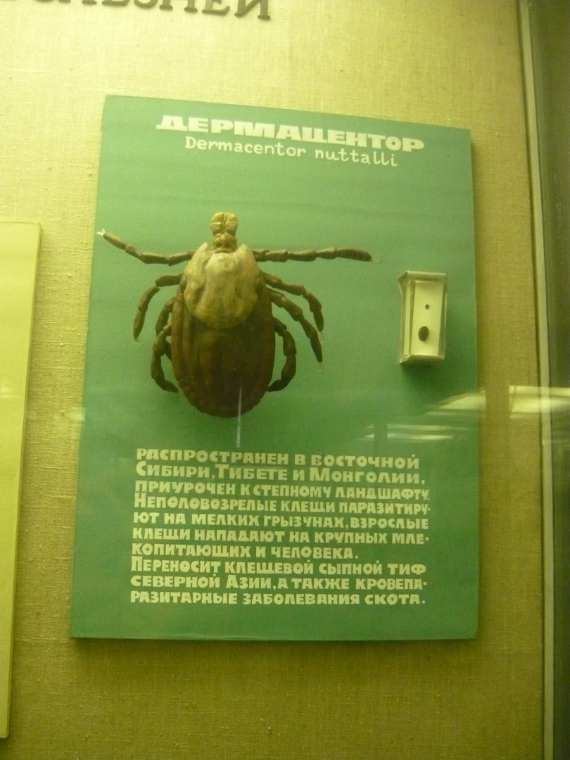 Dermacentor nuttalli