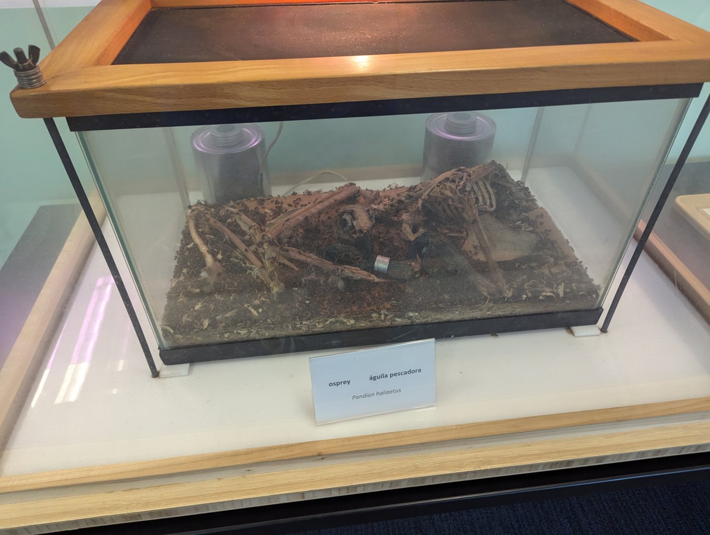 Dermestid Beetles and Osprey