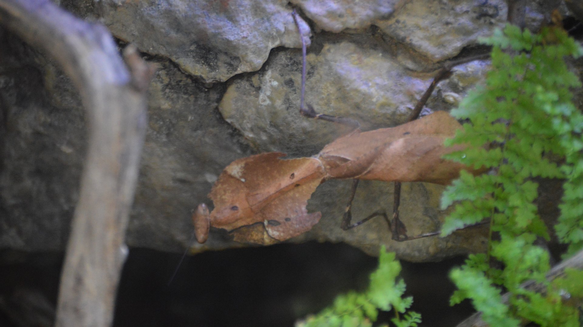 Deroplatys desiccata