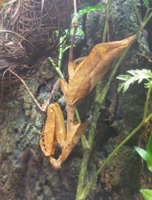 Deroplatys dessicata