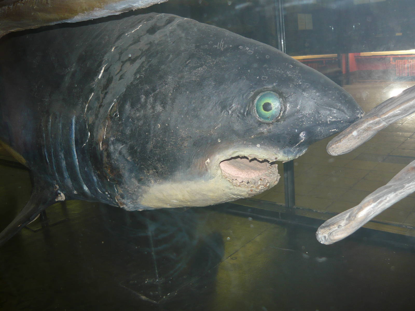 Derp mounted Mackerel shark